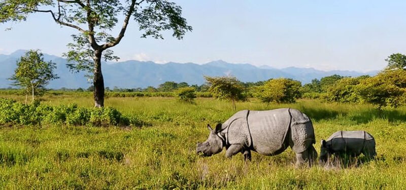 Pc Manas National Park