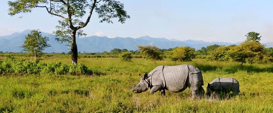 Pc Manas National Park