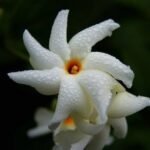 বিৰহৰ আচল আৰু এটি সপোন – শচীন্দ্ৰ কুমাৰ দাস