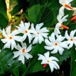 আলফুল সময় – দুলাল বৰা