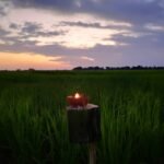 কাতি বিহুৰ পৰম্পৰা – পৰীস্মৃতা বৰা হাজৰিকা