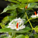 প্ৰকৃতিগত উৎসৱ আৰু আমি – প্ৰিয়ম ৰাগিণী