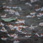 নিয়ৰৰে ফুল – শৰ্মিষ্ঠা দেৱী