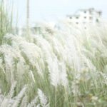 শৰত – মেৰী বৰদলৈ
