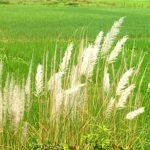 শৰতৰ আনন্দৰ মজা – বিশ্বজিৎ বৈশ্য